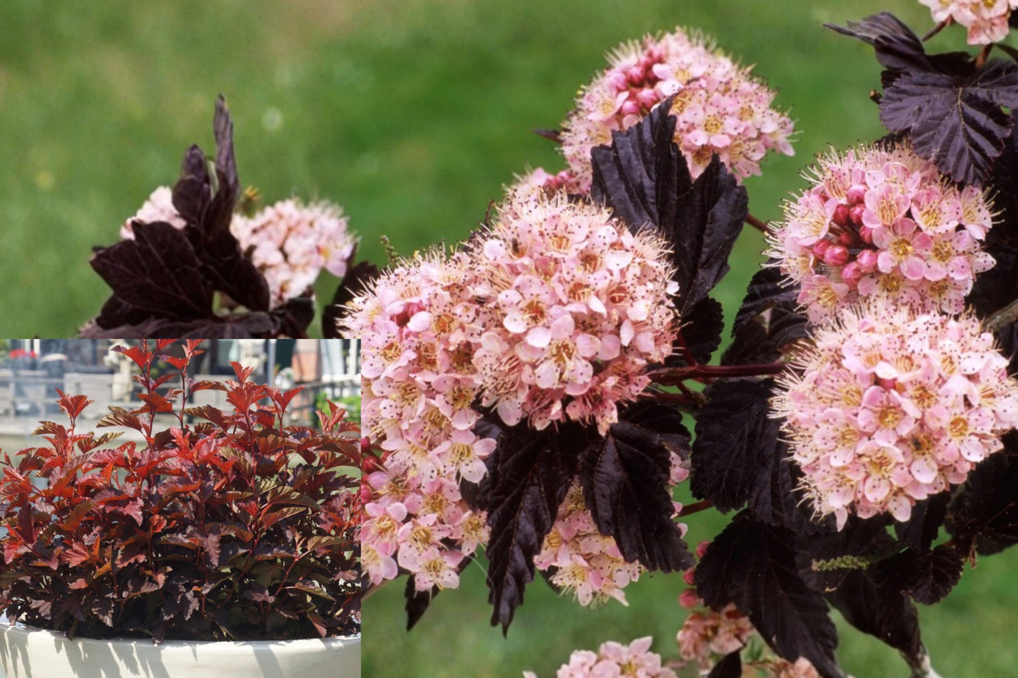 Red Ninebark 2 Live Plants – 8–10" Tall – 3" Pots – Physocarpus