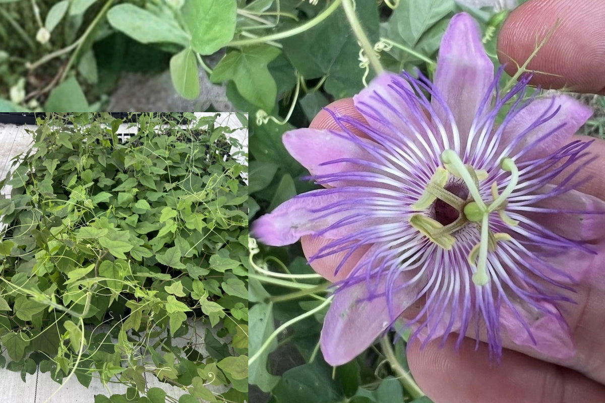 Passiflora lanuginosa Live Plant – 1 Plant – Pink Passion Flower