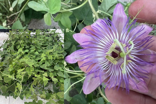 Passiflora lanuginosa Live Plant – 1 Plant – Pink Passion Flower