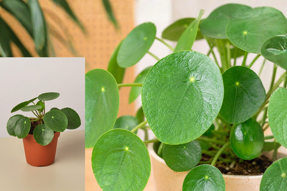 Live Chinese Money Plant in 4 Inch Pot, Pilea Peperomioides Houseplant, Round Green Leaves, Indoor Plant Gift