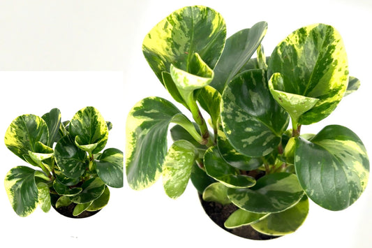 Peperomia Marble Live Houseplant – 1 Plant in 4-Inch Pot – Peperomia