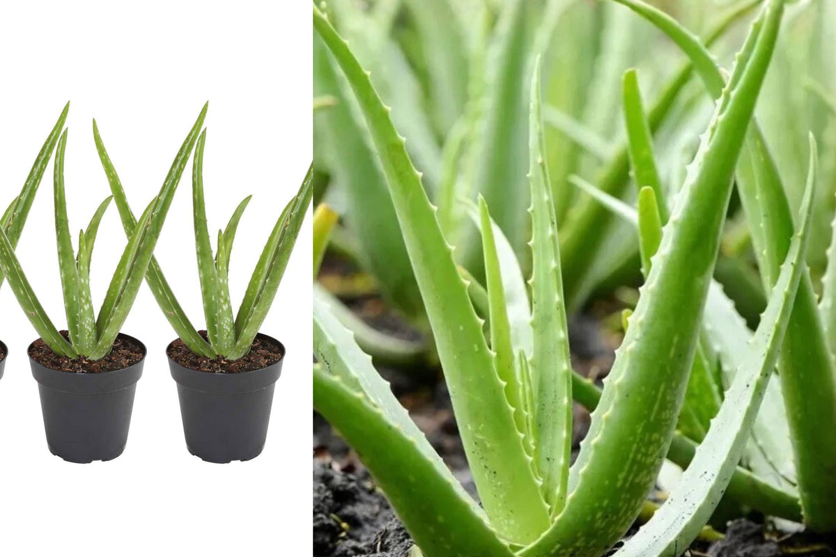 Live Aloe Vera Plant, 4–8 Inch Succulent Starter, Bare Root Houseplant, Drought Tolerant Indoor Outdoor Plant, Buy 2 Get 1 Free