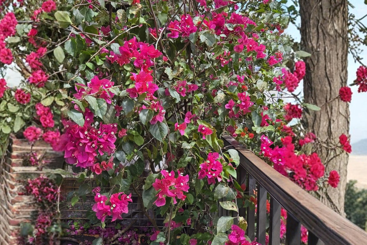 Bright Fuchsia Bougainvillea Live Plant – 1 Plant, 7–12 Inch – Potted