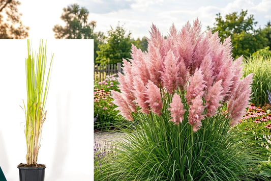 Pink Pampas Grass Live Plant, Cortaderia Ornamental Grass Starter, 4 Inch Nursery Size, Tall Outdoor Perennial Grass, No Pot