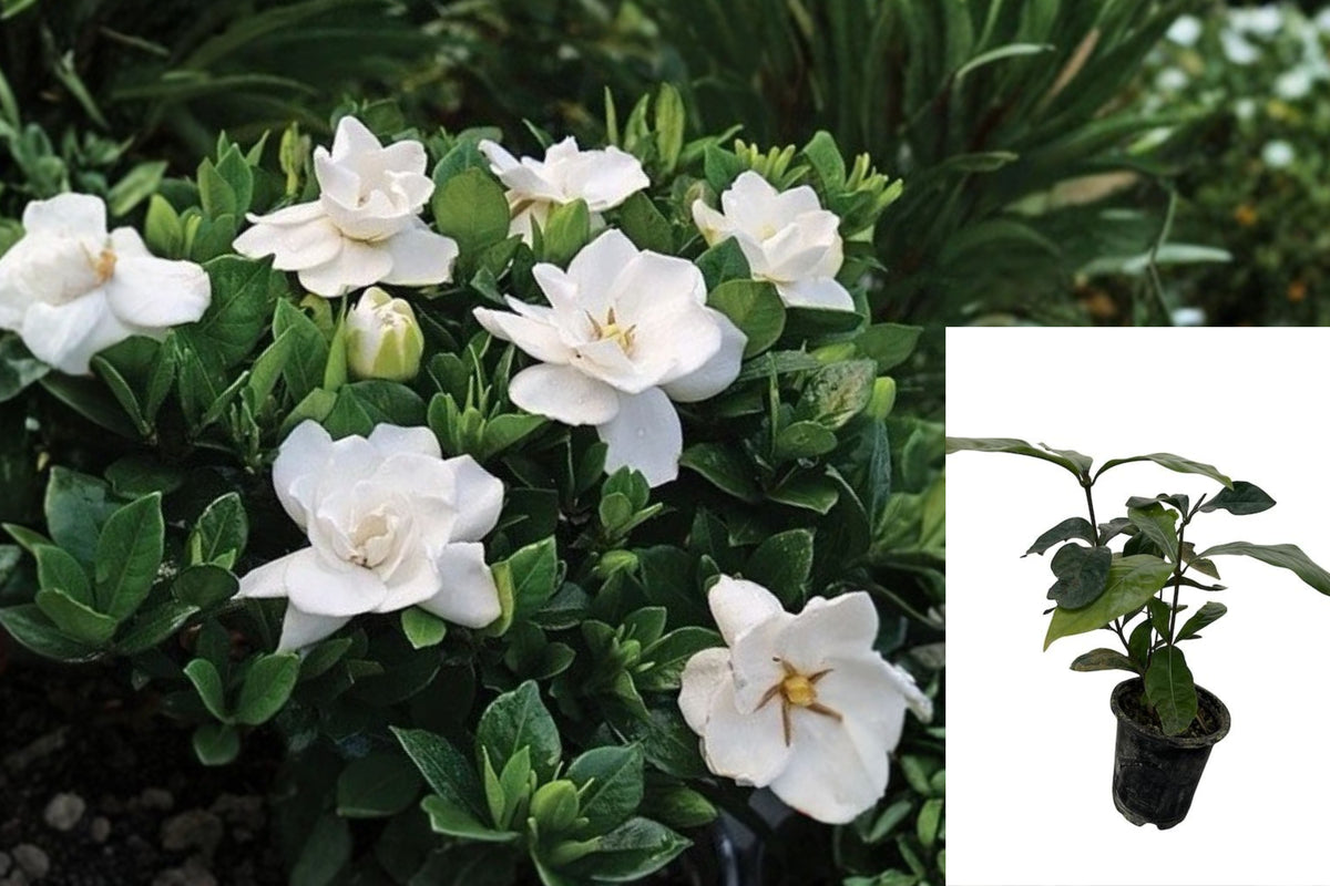 Live Gardenia Plant in 4 Inch Pot, Fragrant White Flowering Shrub, Evergreen Outdoor Garden Plant