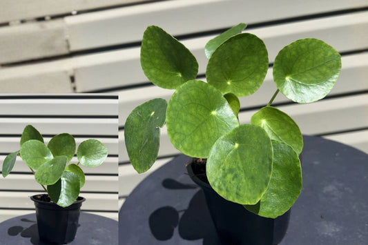 Chinese Money Plant Live – 4" Pot – Pilea peperomioides