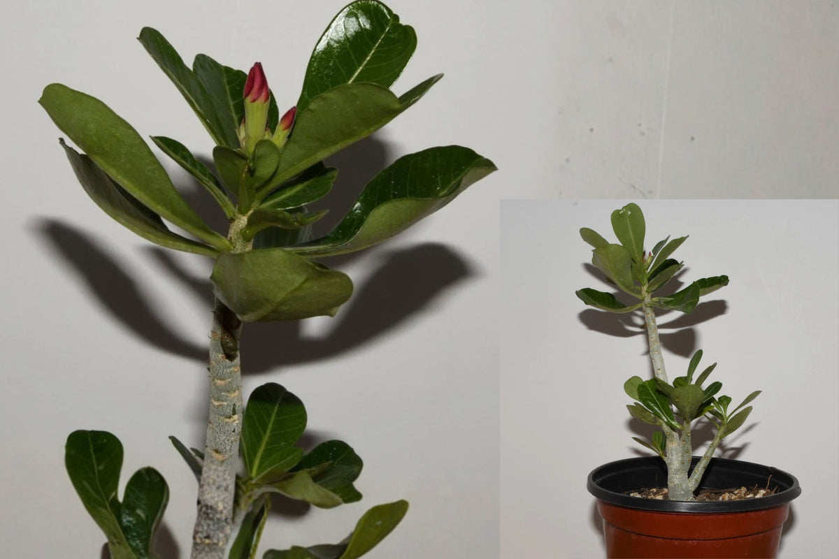 Adenium obesum Twinkling Moonlight – 1 Live Plant – 8" Tall – Bare Root