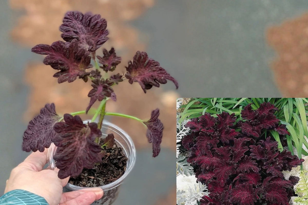 Black Dragon Coleus Live Plant – 1 Plant, 4-Inch Pot – Coleus ‘Black Dragon’