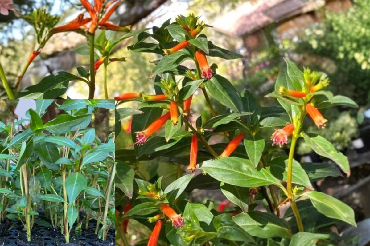 2 Cuphea Big Cigar Live Plants – 4–6 Inch Tall – Cuphea ignea