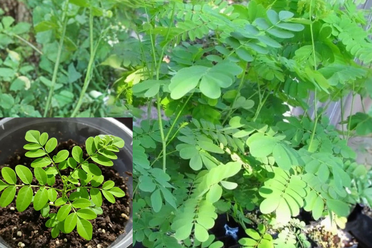 Moringa Oleifera Live Plant, Malunggay Drumstick Tree Seedling, 6–8 Inch Tall, 4 Inch Pot, Set of 2