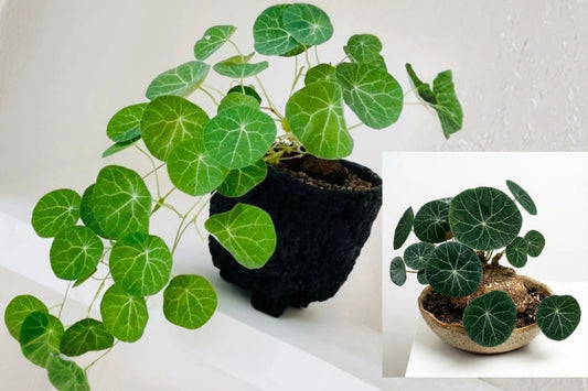 Stephania Cephalantha Live Caudex Plant, 2–2.5 Inch Sprouting Bulb, Rare Tropical Houseplant, Unusual Indoor Plant