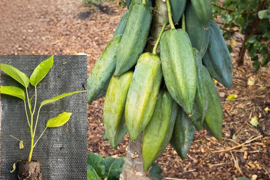 Babaco Mountain Papaya 4 Live Plants – Vasconcellea Fruit Tree
