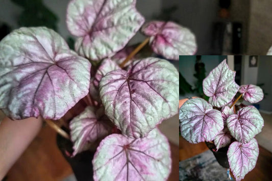Rex Begonia 'Inca Flame' Live Plant – 4-Inch Pot – Begonia