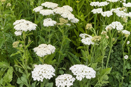 Pearl White Yarrow 2 Live Plants with Rhizomes – Achillea millefolium