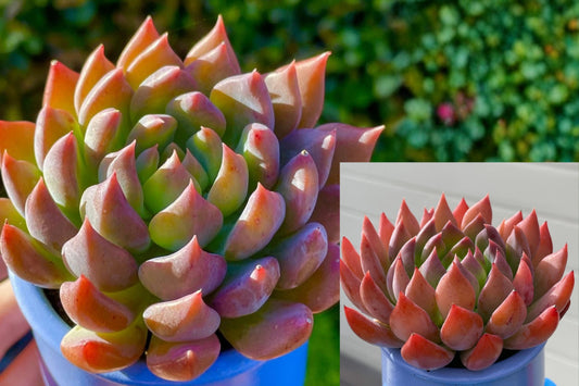 Sedeveria ‘Dark Elf’ Rare Succulent Live Plant – 2.5–3 Inch Bare Root