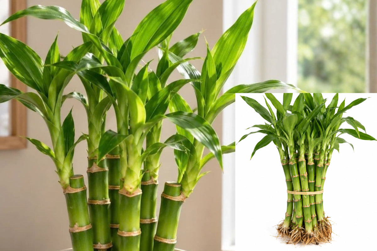 Lucky Bamboo 5 Live Stalks – 6 Inch Each – Dracaena sanderiana