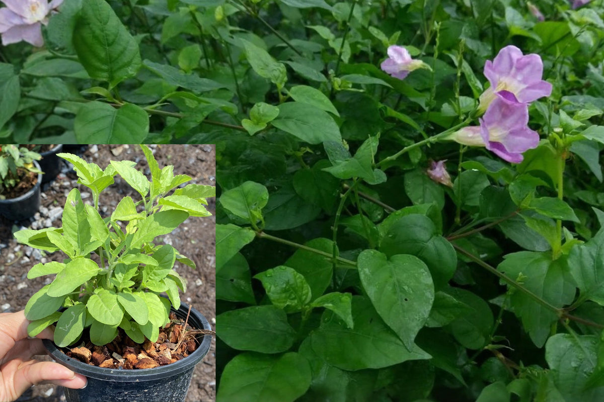 Rau Ngót Nhật Live Plant, Chinese Violet in 4 Inch Pot, Vietnamese Garden Vegetable Starter, Rooted Green Plant