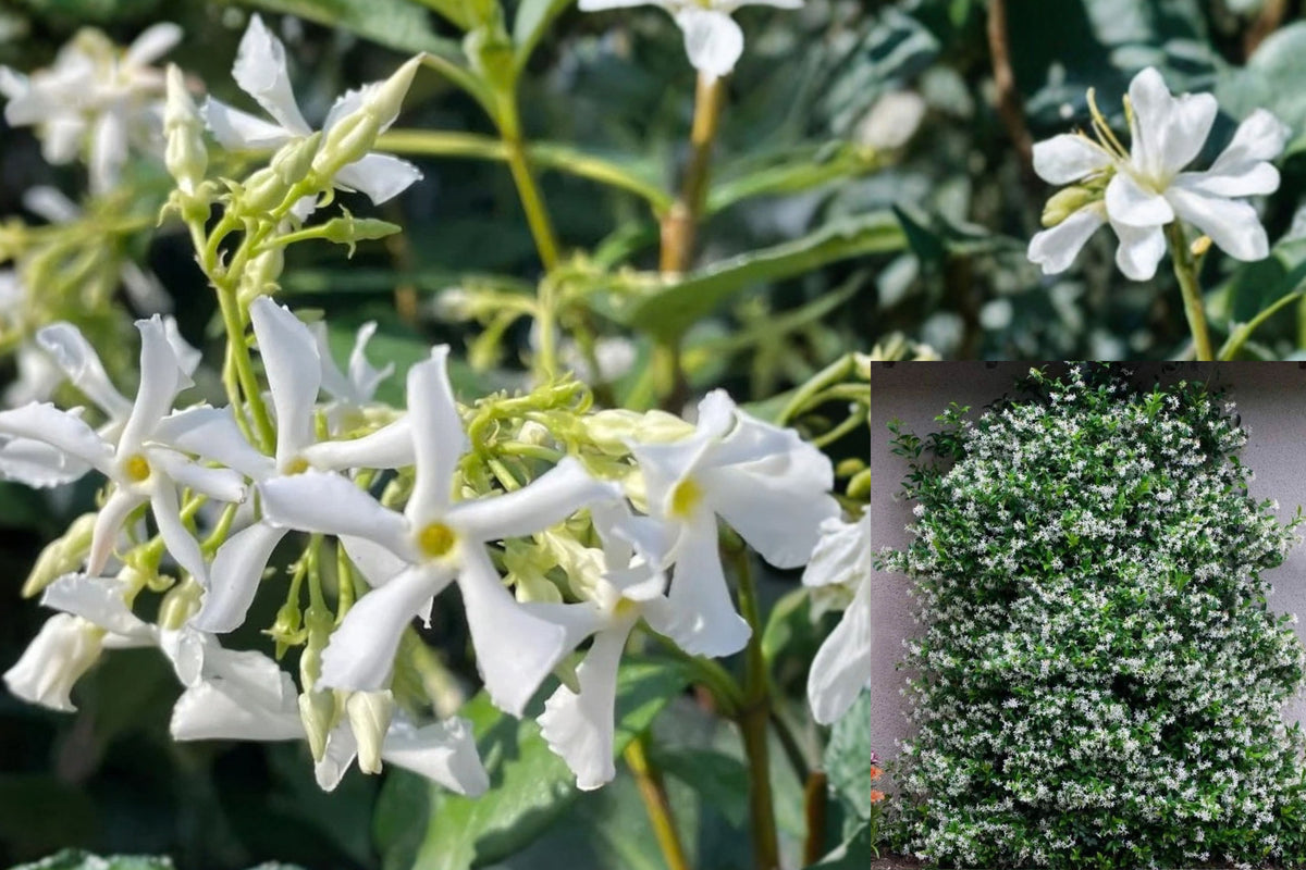 White Star Jasmine Live Plant – 4–6 Inches Tall – Trachelospermum jasminoides