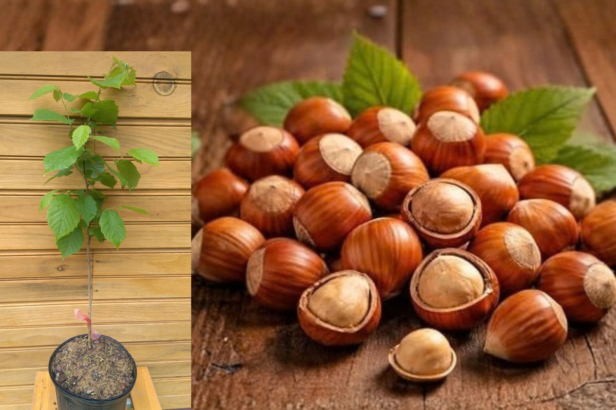 American Hazelnut Tree – 1 Live Plant – Corylus americana