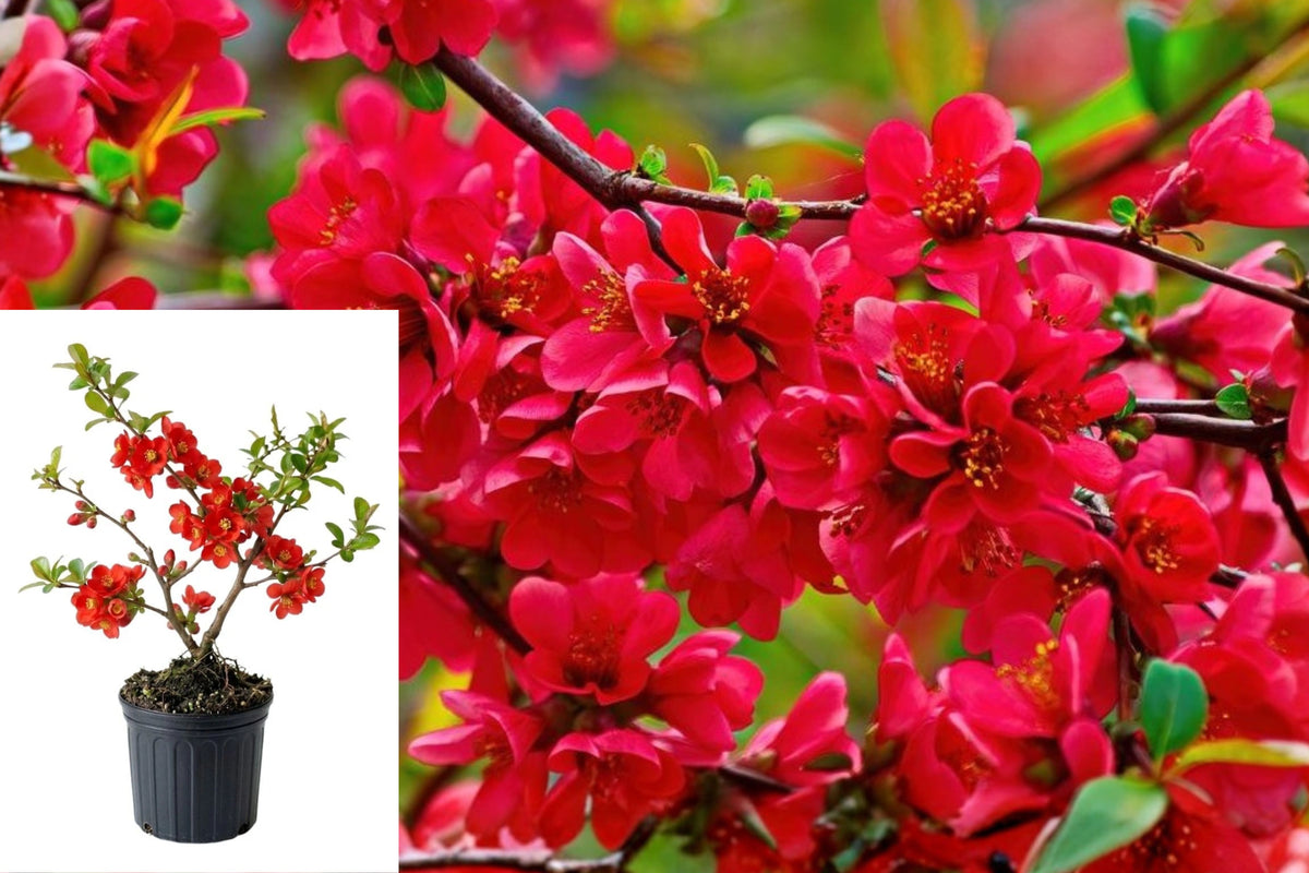 Red Flowering Quince Live Shrub, Chaenomeles japonica, 6–8 Inch Flowering Plant in 5 Inch Pot, Garden Landscape Shrub