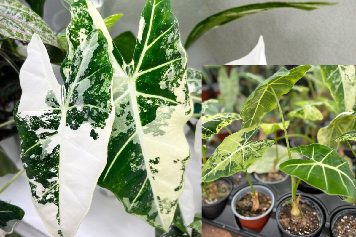 Alocasia Frydek Variegated Live Plant – 1 Plant – 4" Pot – Alocasia micholitziana