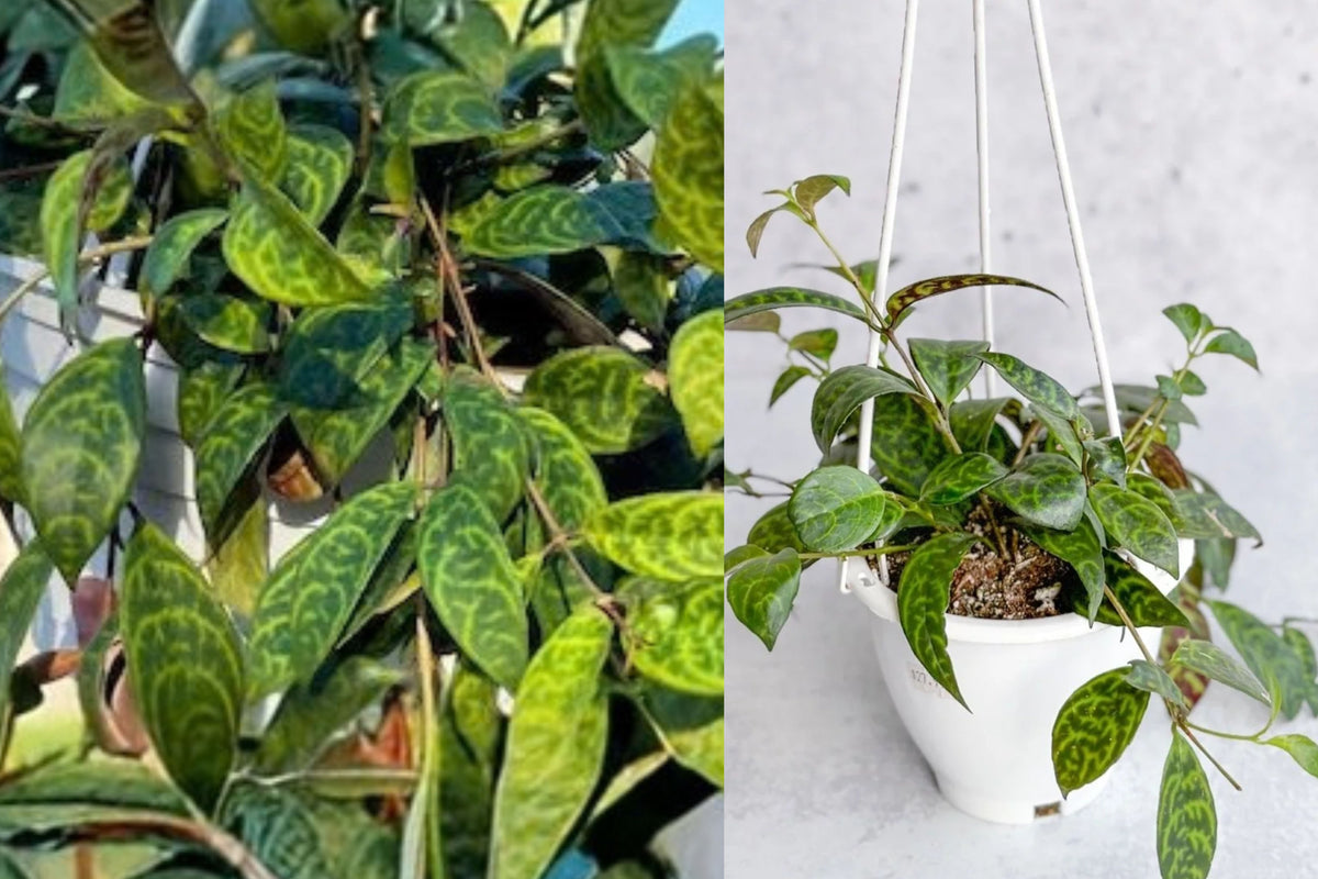 Black Pagoda Lipstick Plant 1 Live Plant – 4 Inch Pot – Aeschynanthus
