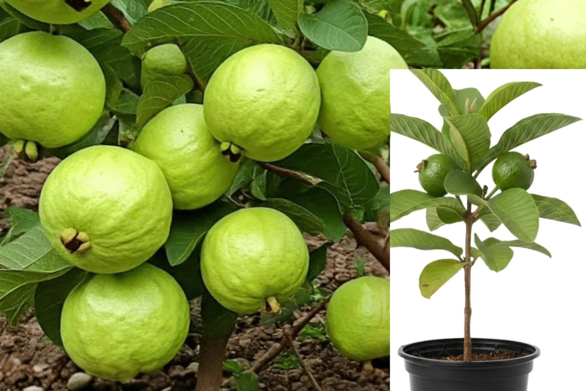 White Guava Tree Live Plant – 6–8 Inch Seedling – 4 Inch Pot – Psidium