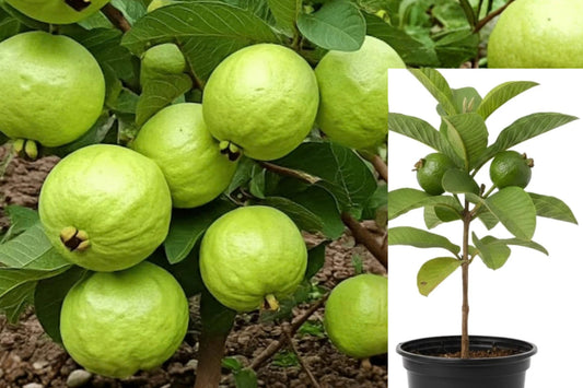 White Guava Tree Live Plant – 6–8 Inch Seedling – 4 Inch Pot – Psidium