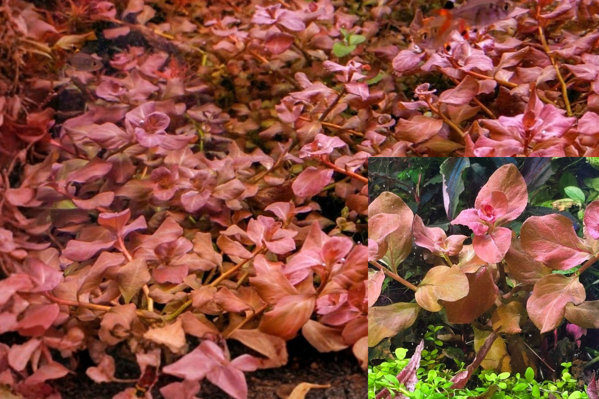 Ludwigia ovalis 'Pink' 3 Stems – Live Freshwater Aquarium Plant