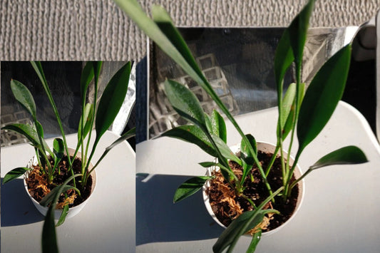 Spoon Sansevieria Live Plant – 1 Plant, 7-Inch Long – 3×3-Inch Pot
