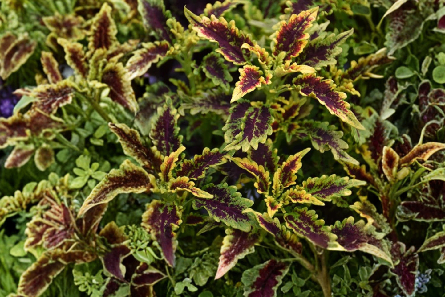 Robyn Coleus 3 Live Plants – 4–6" Tall – Ornamental Foliage Plant