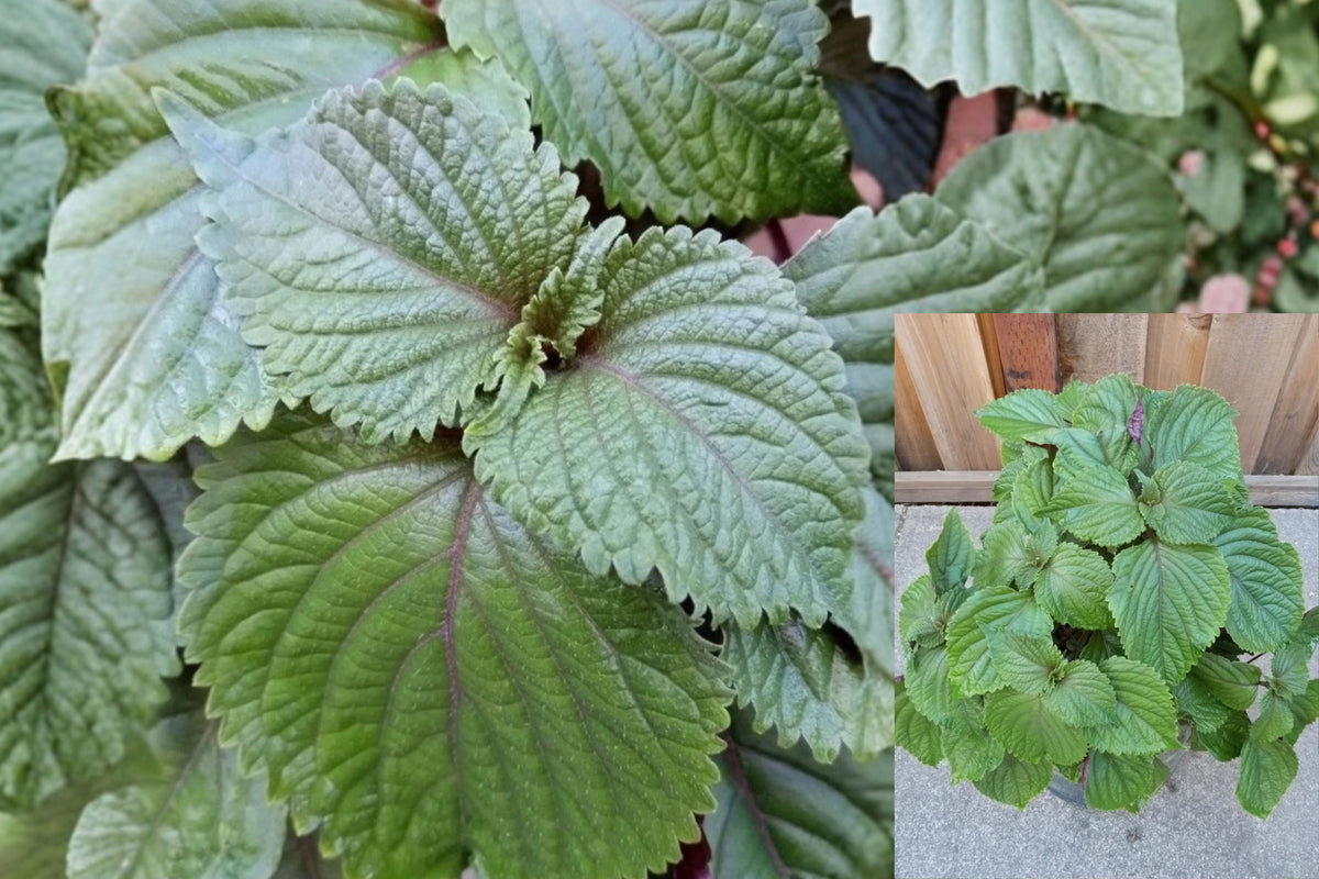 Shiso Perilla Live Herb Plant – 1 Rooted Starter, Green and Purple Leaves