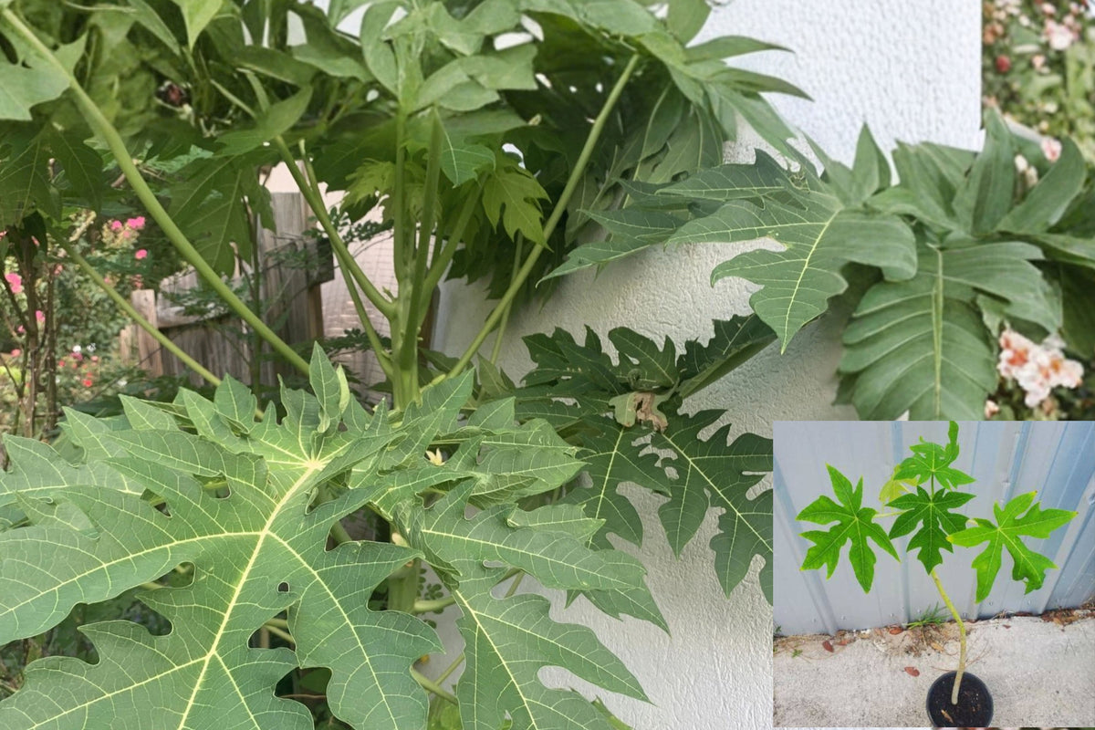 Papaya Live Starter Plant in 1-Inch Pot – Carica papaya