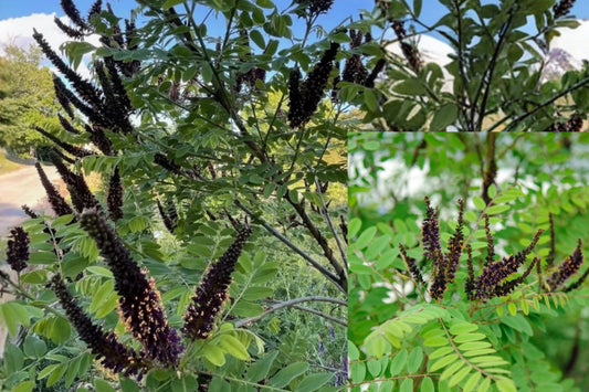 Indigo Bush Amorpha Live Plant, 4-Inch Pot – Amorpha fruticosa