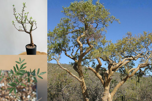 Bursera microphylla Live Plant, Elephant Tree Succulent, Rare Caudiciform Desert Plant for Succulent Collectors