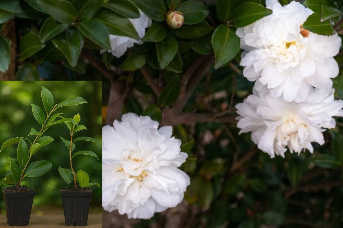 Camellia Japonica Live Plant, Polar Ice Camellia Starter, Rooted Evergreen Shrub in 3 Inch Pot