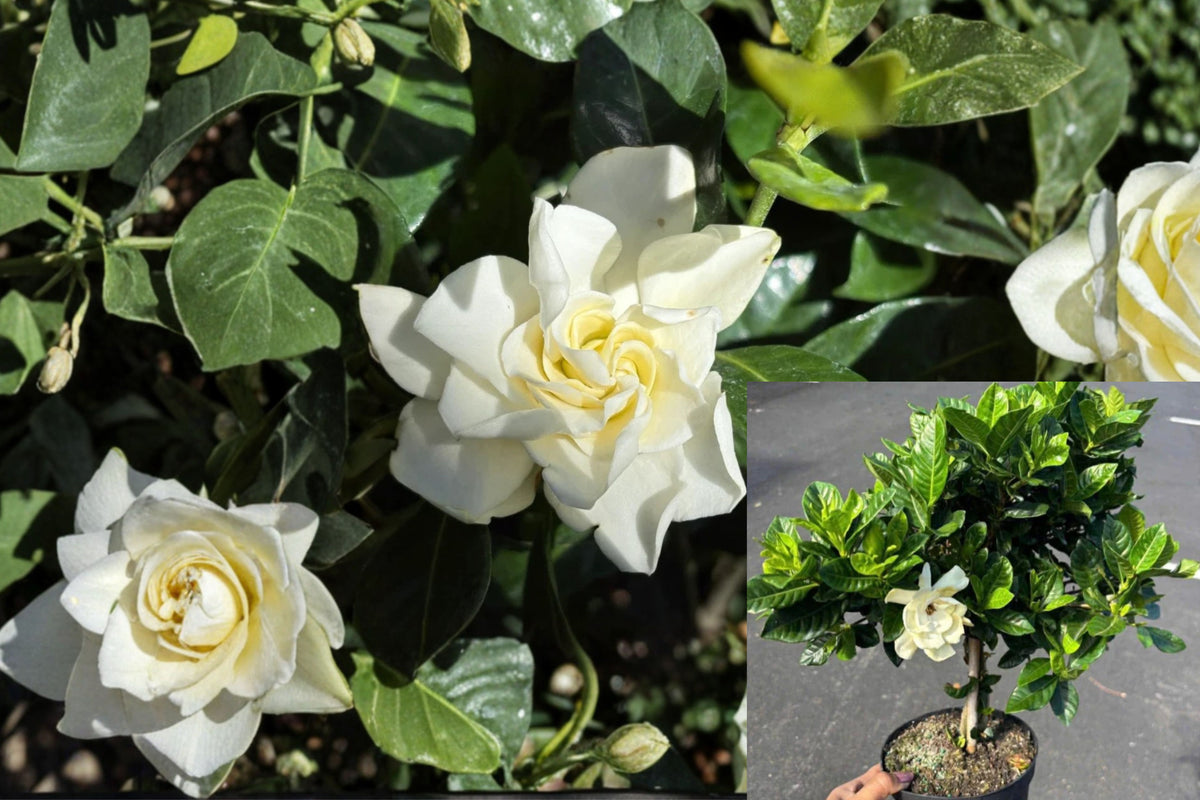 Veitchii Fragrant Gardenia Live Plant 12" Tall in 6" Pot – Gardenia