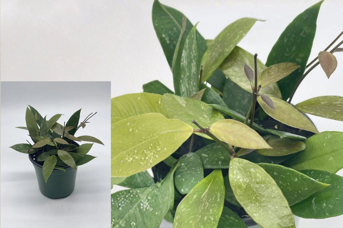Hoya gracilis 1 Live Plant – 4-Inch Pot – Wax Plant