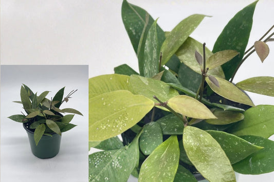 Hoya gracilis 1 Live Plant – 4-Inch Pot – Wax Plant