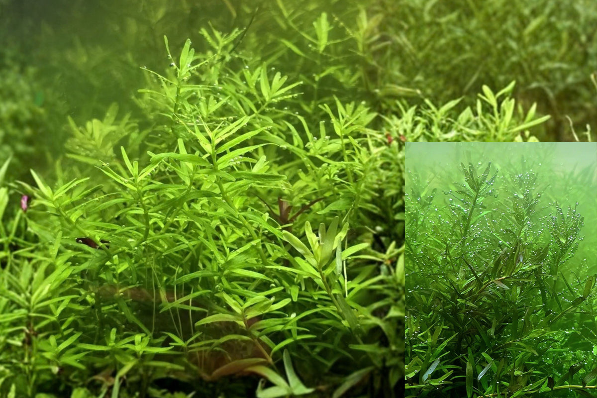 Rotala Green 5 Live Aquarium Plant Stems – Freshwater Aquatic Plant