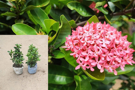 Nora Grant Ixora Live Plants, Set of 2 Tropical Flowering Shrubs, 3–6 Inch Starters, Glossy Green Foliage, Ships Without Pots