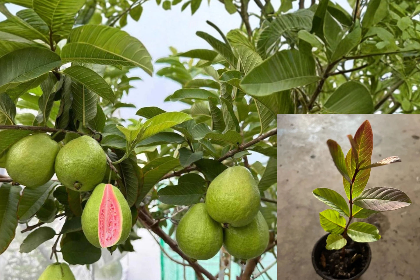 Pink Guava Live Plant – 1 Plant – 8–10" Tall – Psidium