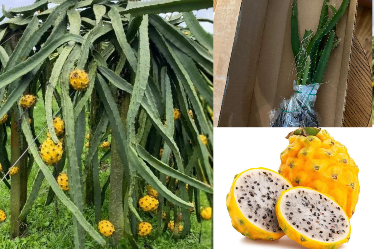 Yellow Dragon Fruit Live Plants, Set of 2 Selenicereus Megalanthus Starters, 3–6 Inch Bare Root Fruiting Cactus Vines