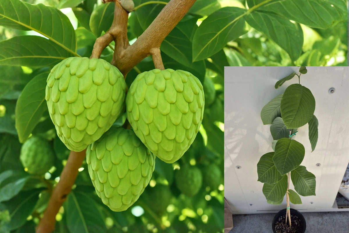 Cherimoya 1 Live Fruit Tree Seedling 12–18" – Annona cherimola
