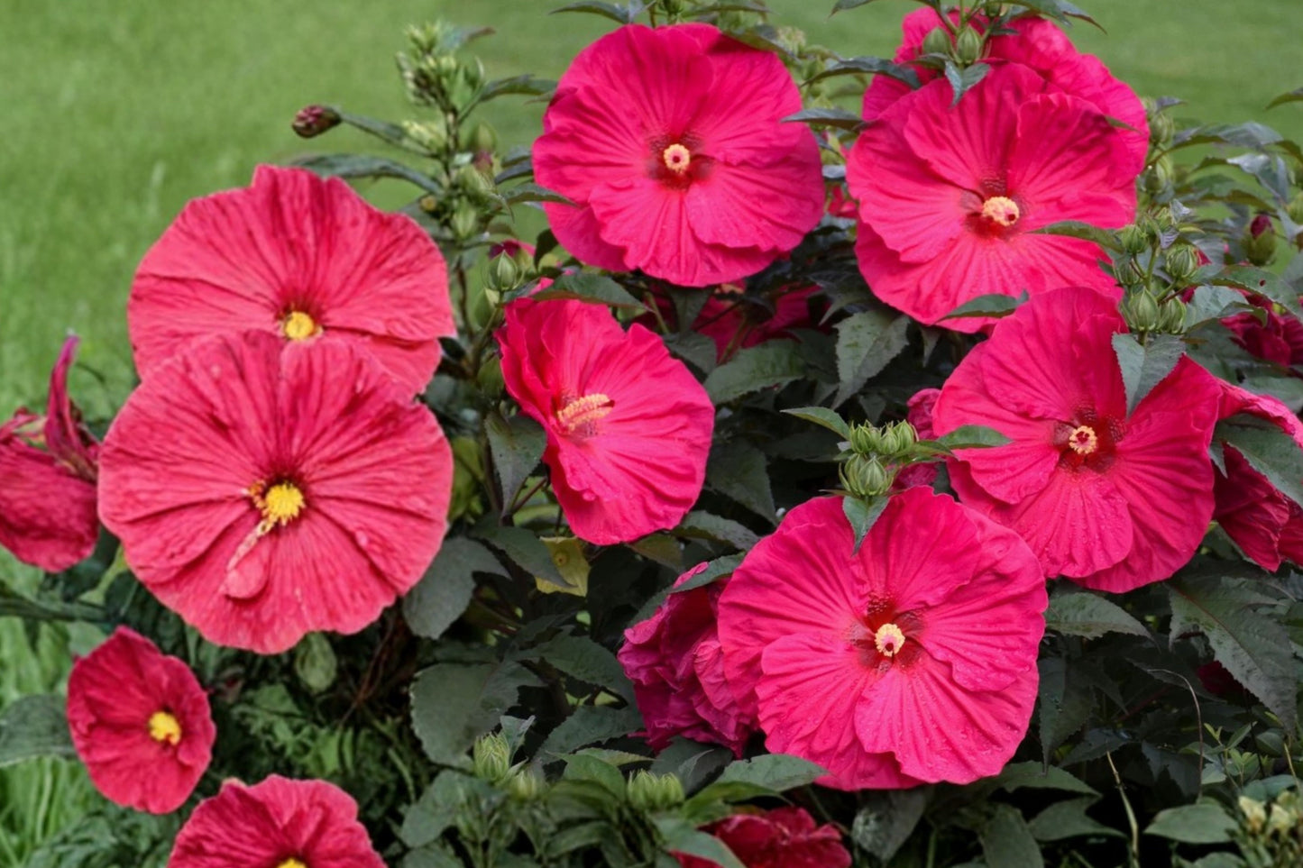 Bush Hibiscus Surprise Variety Live Plant – 1 Potted Plant – 2.5 Inch Pot