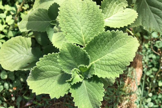 Cuban Oregano 2 Live Plants – 5–7 Inch Bare Root – Coleus amboinicus