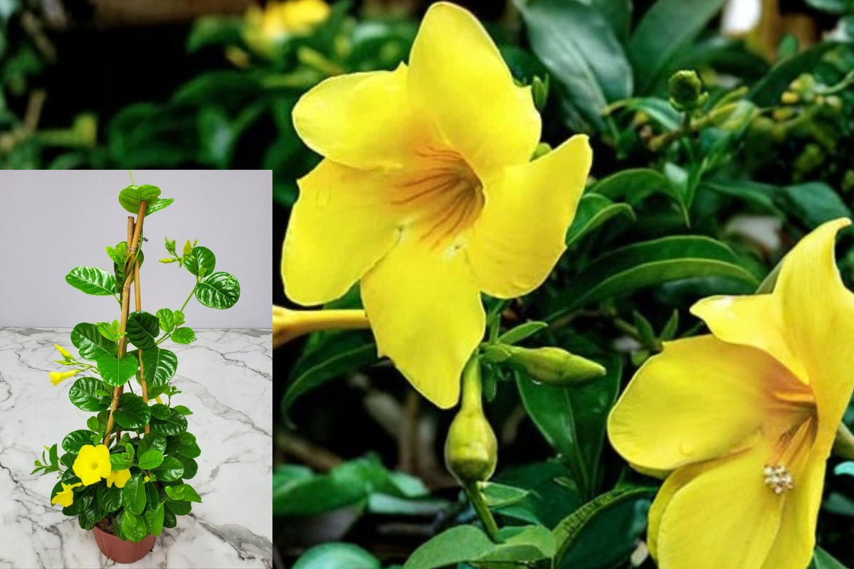Yellow Mandevilla Live Plant, Tropical Flowering Vine Starter, Yellow Climbing Plant for Patio, Trellis and Garden Containers