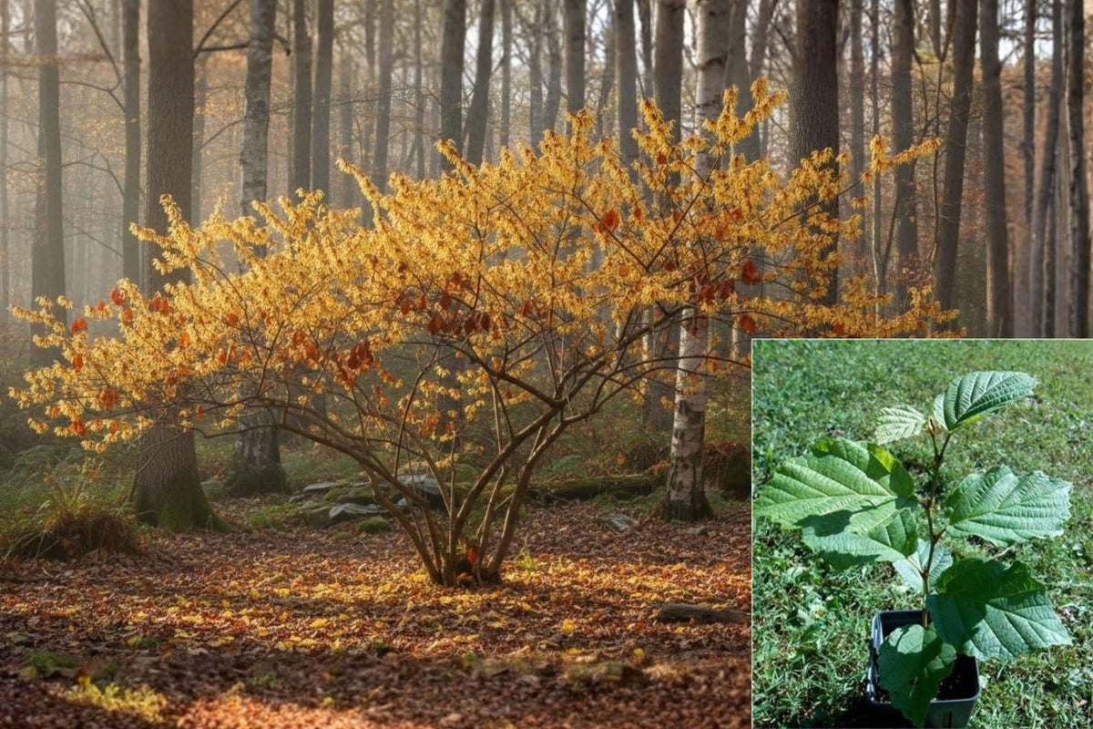American Witch Hazel Live Tree, Hamamelis Starter Plant, Deciduous Ornamental Shrub, 1 Quart Nursery Pot