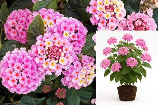 2 Pink Lantana Live Plants, 5–10 Inch Tall Flowering Perennial, Outdoor Garden Flower, Lantana Starter Plants