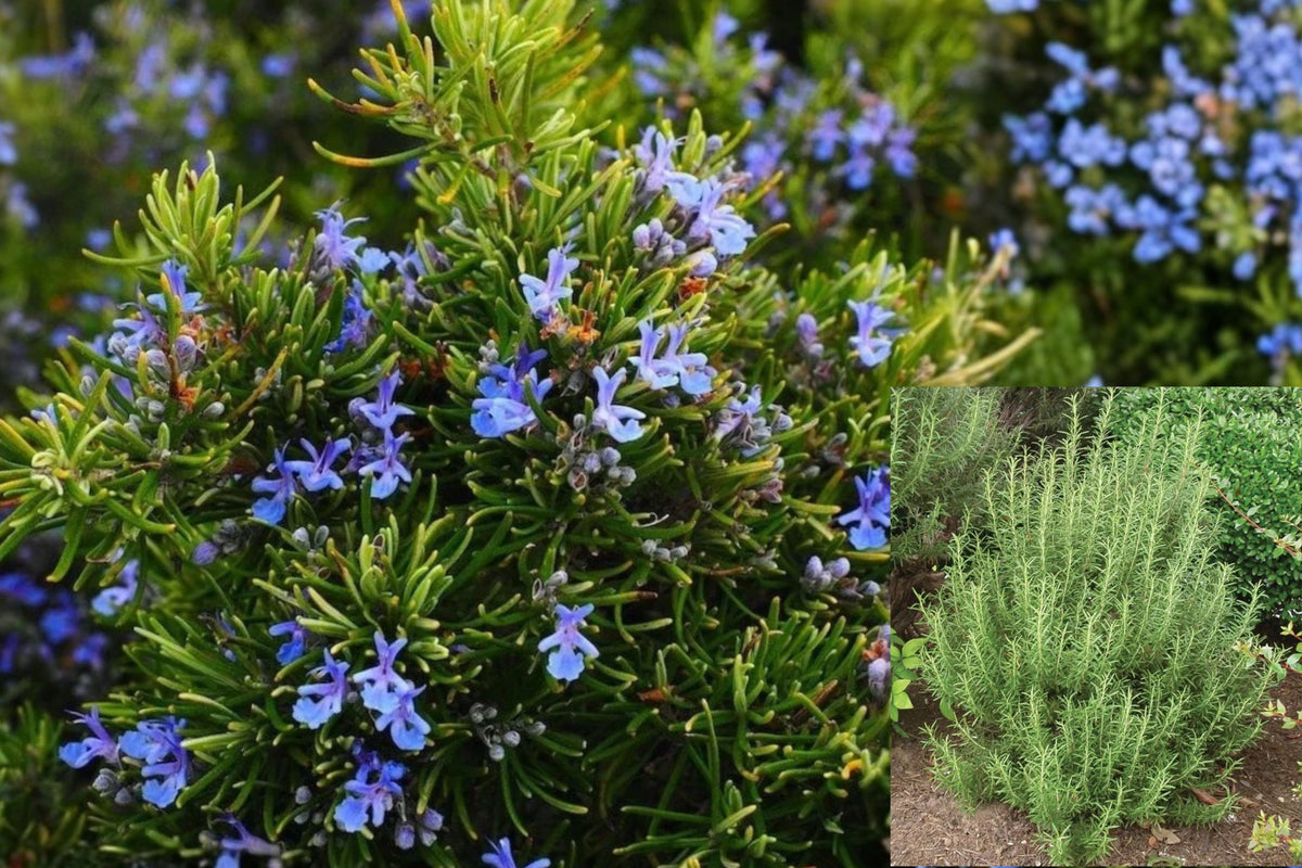 Upright Rosemary Live Plant – 2 Plants in 1 Pot – 6–8 Inches Tall – Salvia rosmarinus
